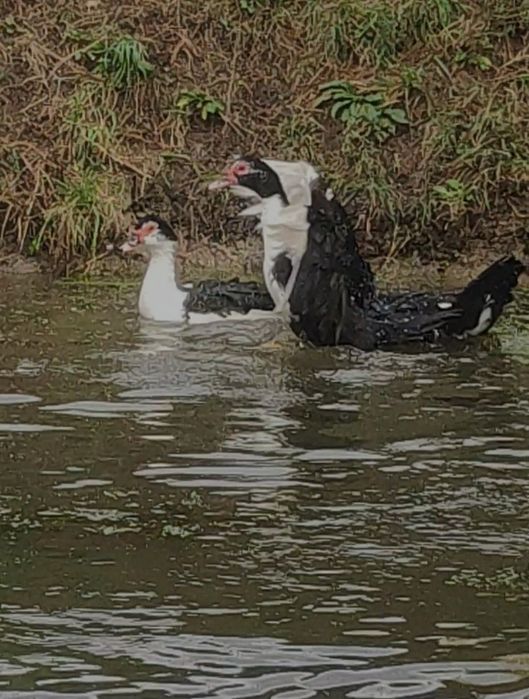 Продаю гусей та індокачок ( під замовлення)