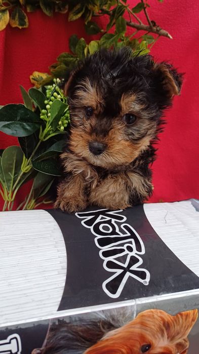 Класні,милі малята -йорчики.