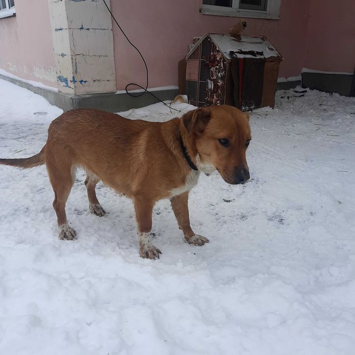 Собачка шукає дім