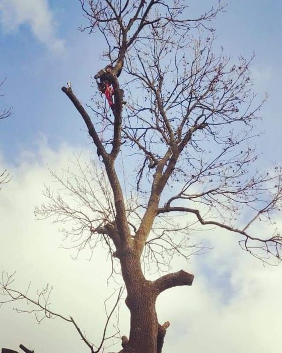 Wycinka drzew, pielęgnacja drzew, pielęgnacja ogrodów. Wlkp.