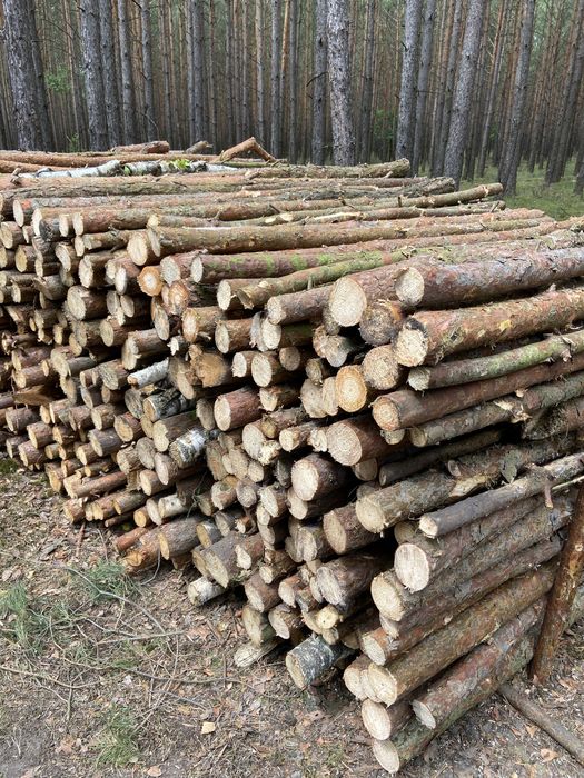 Drewno opałowe suche brzoza, dab, czeremcha, sosna