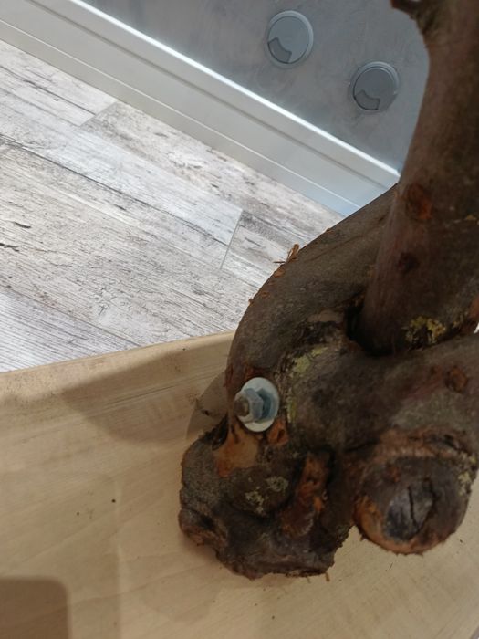 Drapak dla kota na balkon naturalny pień drzewo drzewko
