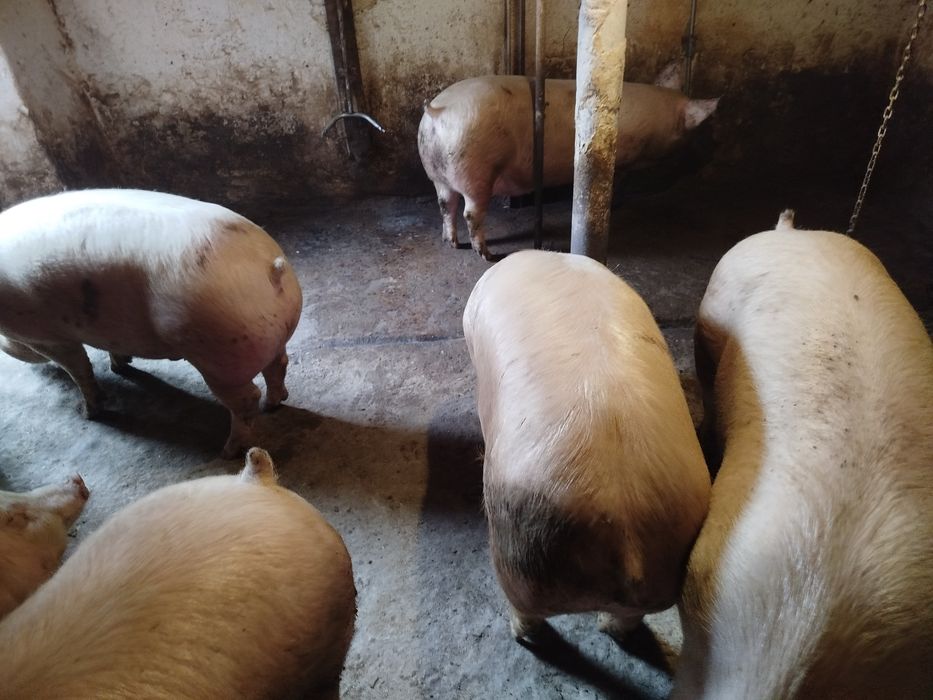 Свині живою вагою