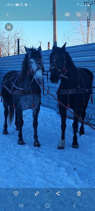 Амуниция сбруя упряжь