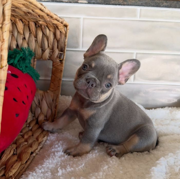 Неймовірний малюк французький бульдог