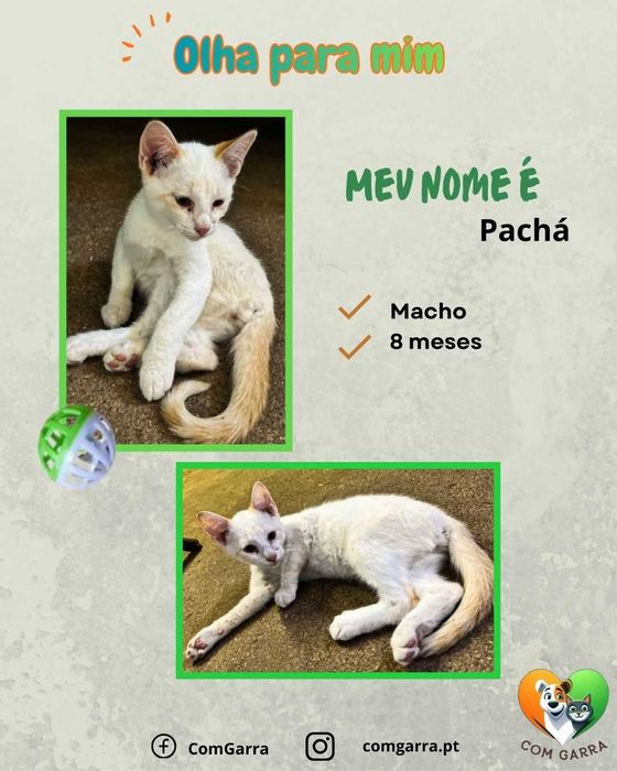 Gatinhos para adoção responsável