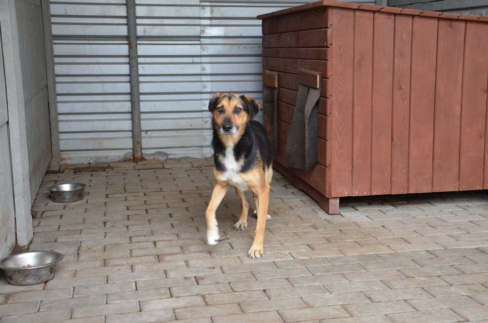 Teoś - uroczy psiak, zasiedział się w schronisku - do adopcji