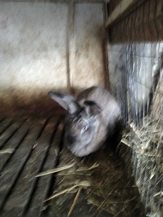 Кролики для розведення