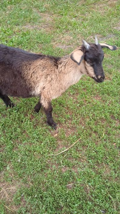 Продам козочку альпийка+АN