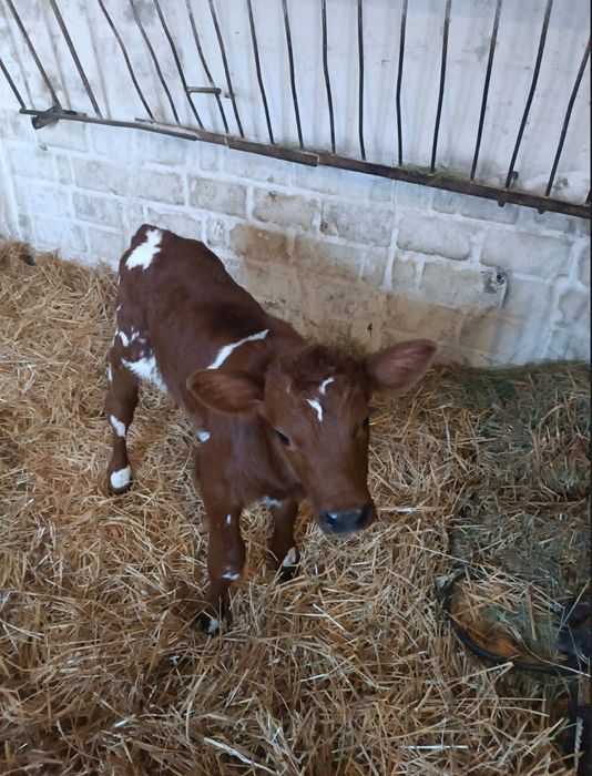 Телята телочка телка теля