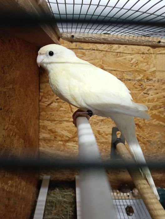 Casal kakarikis novo