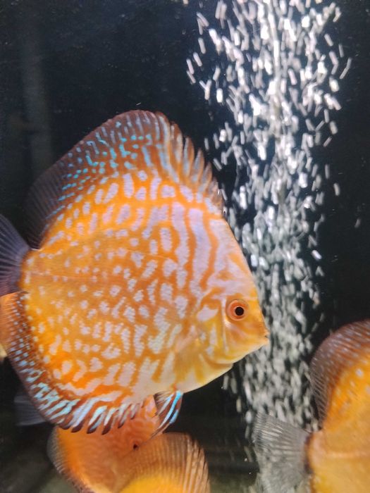 Discus nacionais