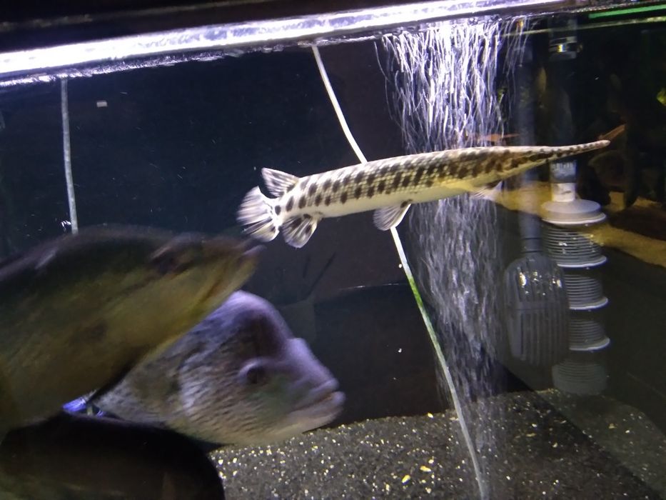 , Niszczuka Plamista  35 - 40 cm