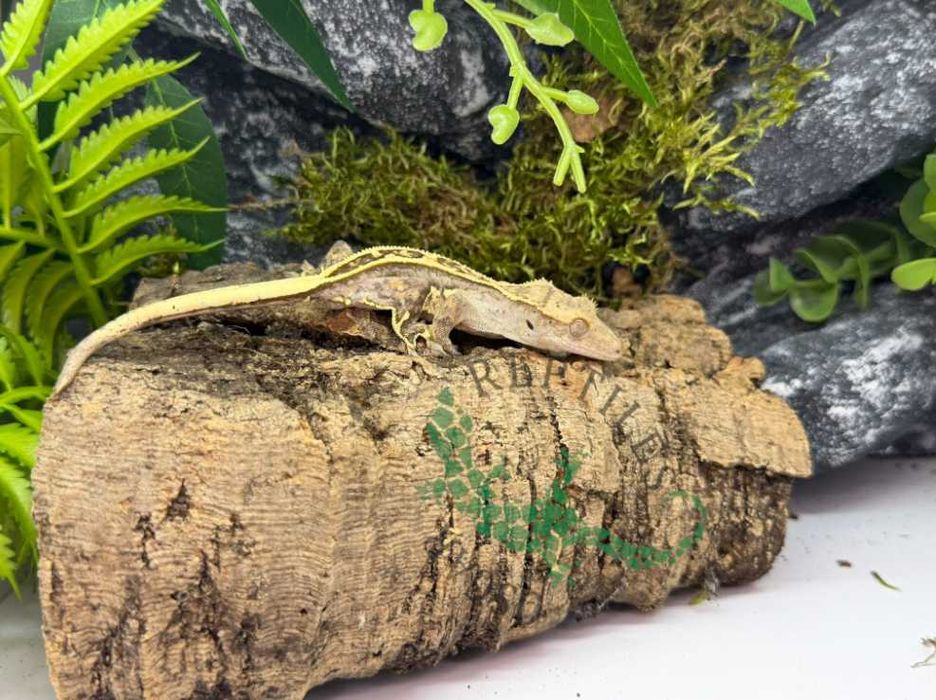 Gekon orzęsiony Gekony orzęsione Grudziądz