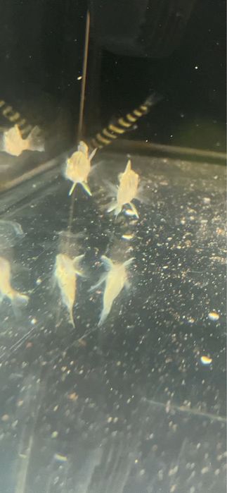 Geophagus Read Head tapajos