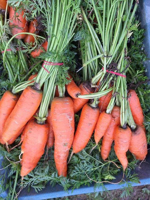 Marchew na oborniku eko