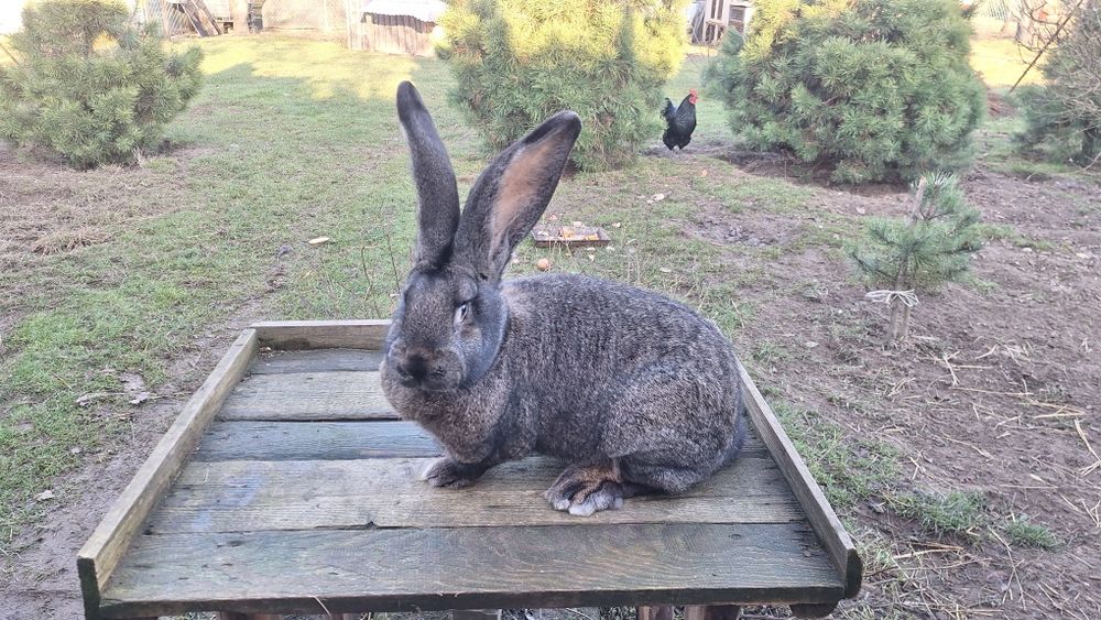 Olbrzym belgijski  szary