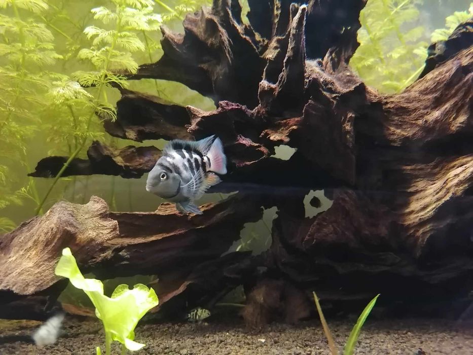 Pielęgnica Papuzia Blue Tiger 
Pielęgnica Papuzia Blue Tiger