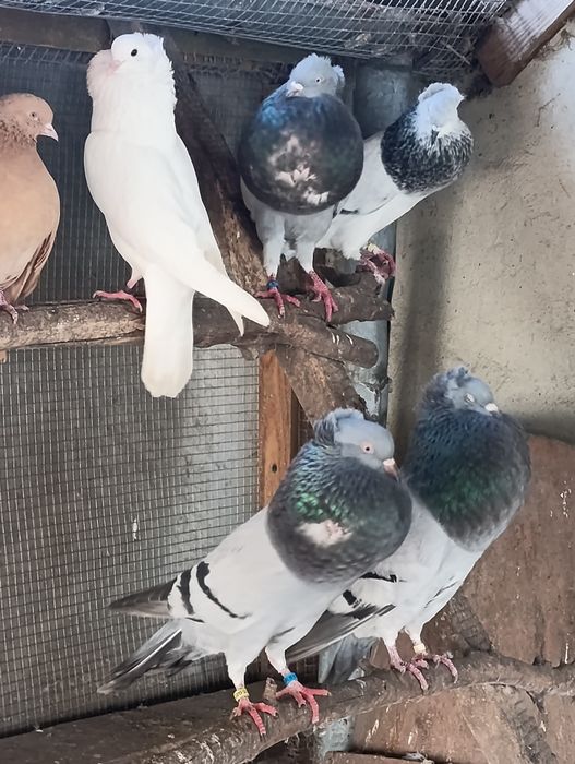 Garłacze szymle para