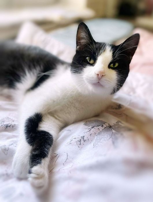 Salem i Imbir szukają miłości :)