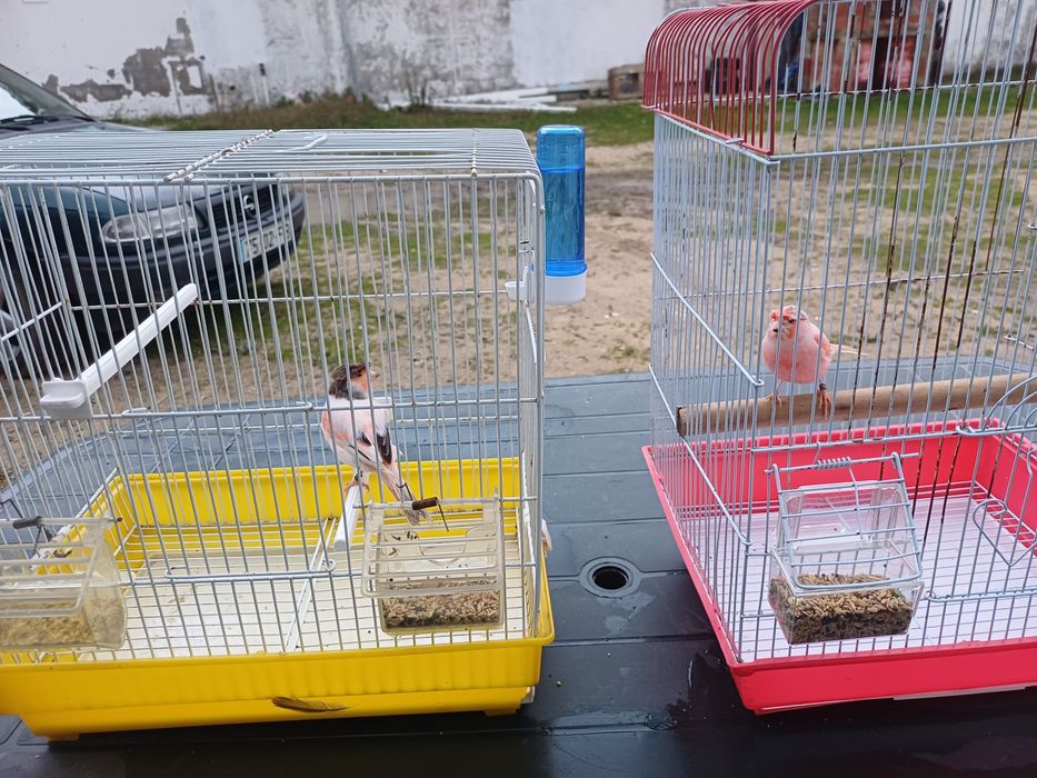 Disponivel estes dois canarios machos que estão na foto