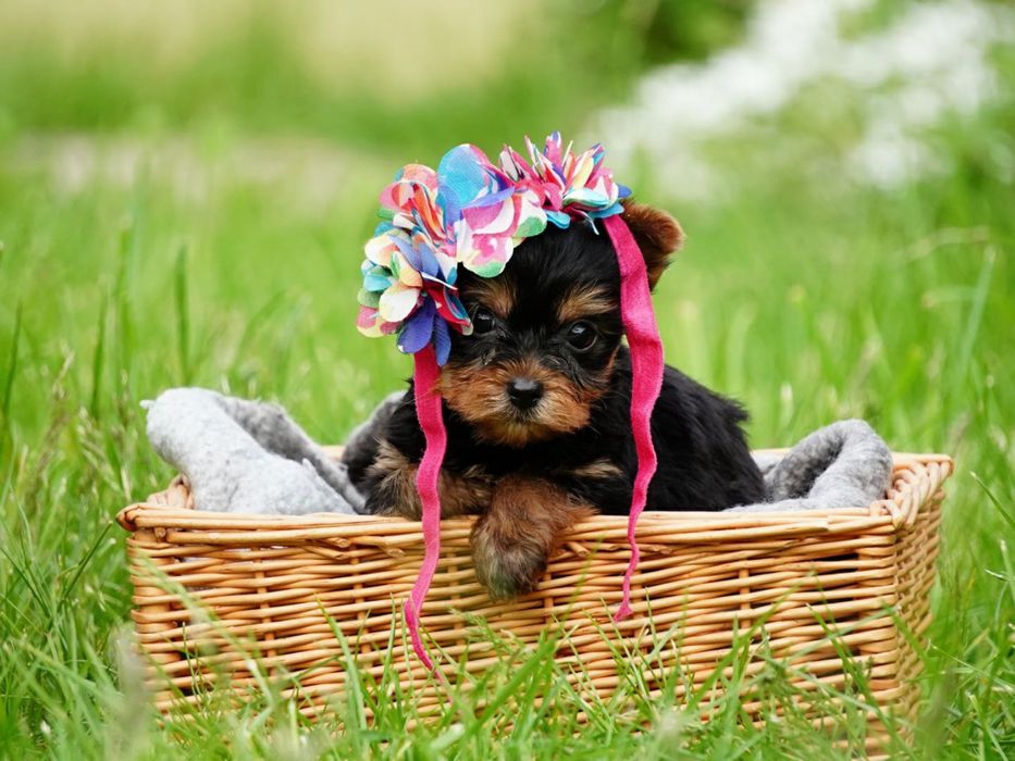 Продаються цуценята-модельки – маленькі йорки, як з обкладинки