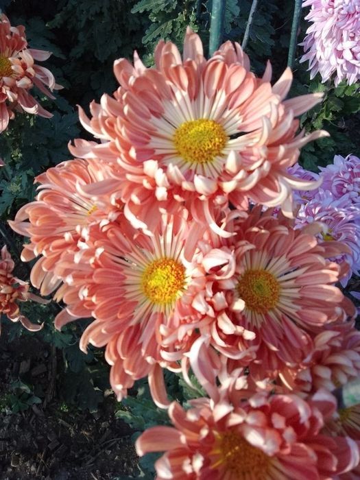 Високорослі хризантеми.