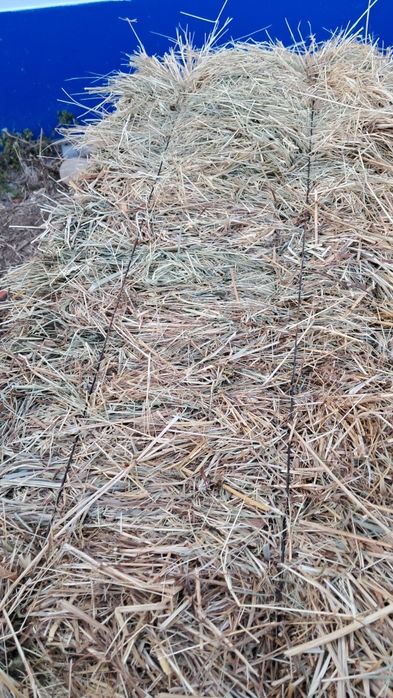 Vende se feno de festuca ou azevem