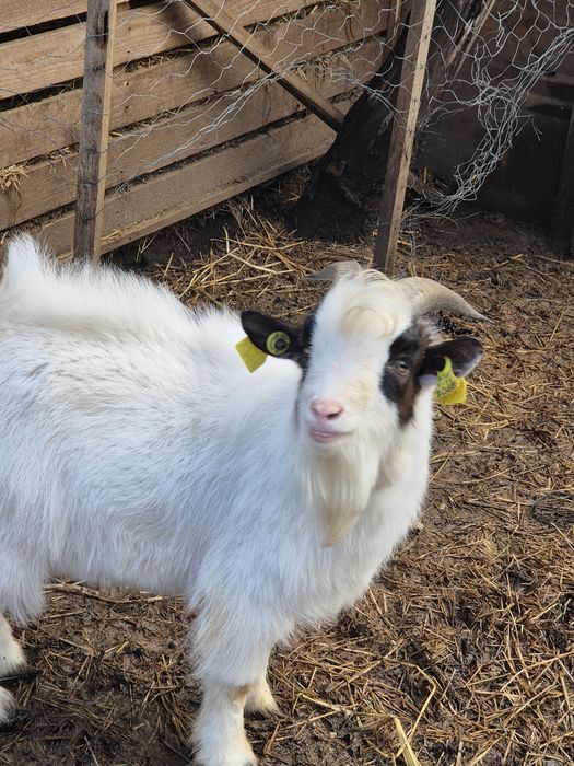 Vendo cabrito  anão