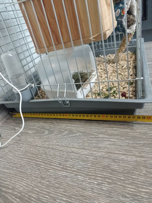 Продам цікавих гризунів з кліткою і всім необхідним