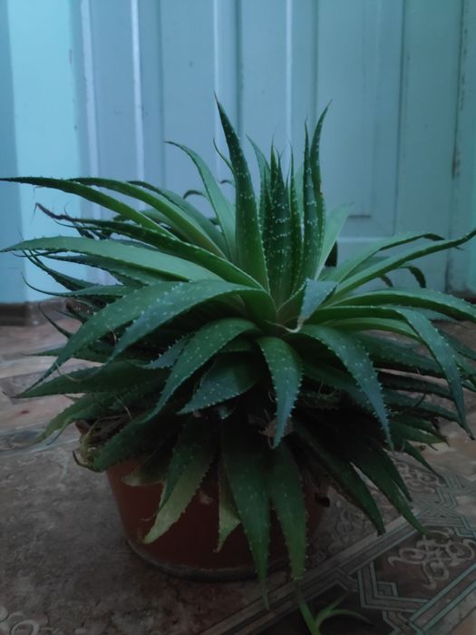 Алоє арістата сукуленти