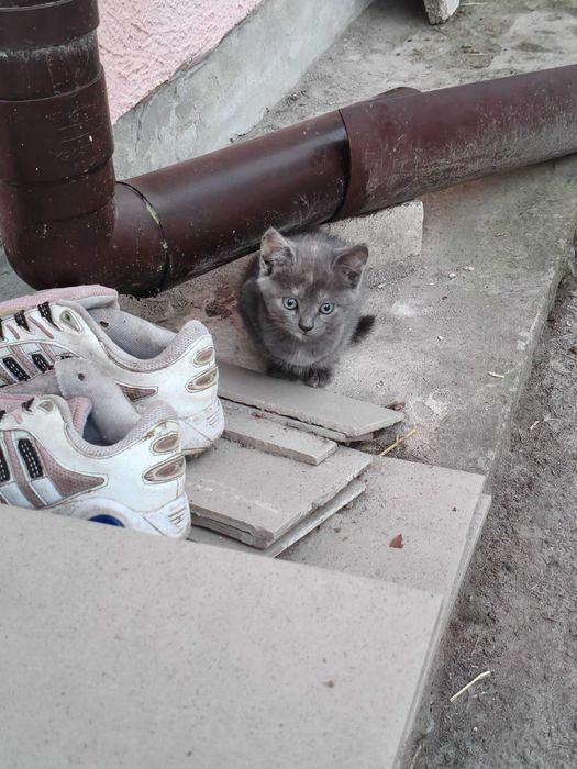 Котик /  кошеня в добрі руки