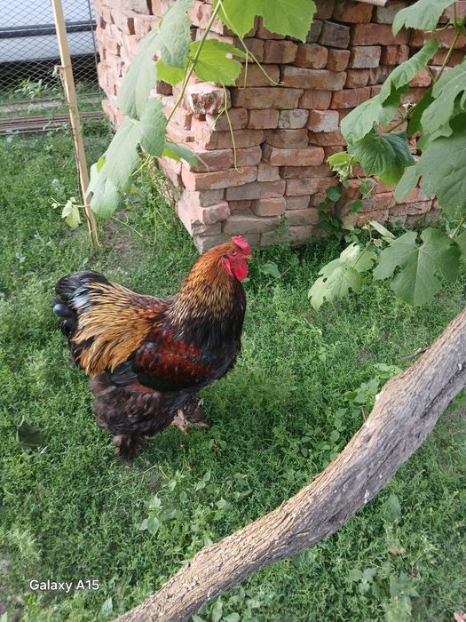 Півень.    брама.