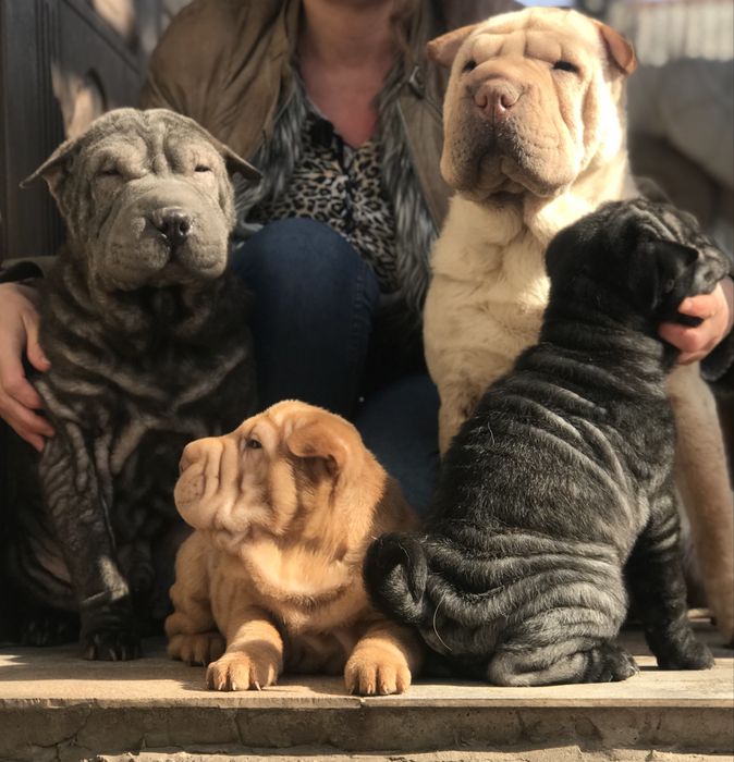 Шарпейчики -ведмедики . Доставка!