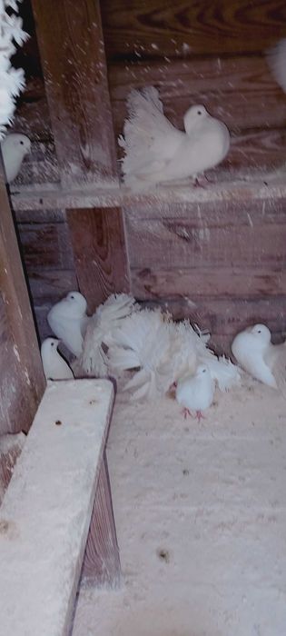 Pawiki Chalin Ryszarda