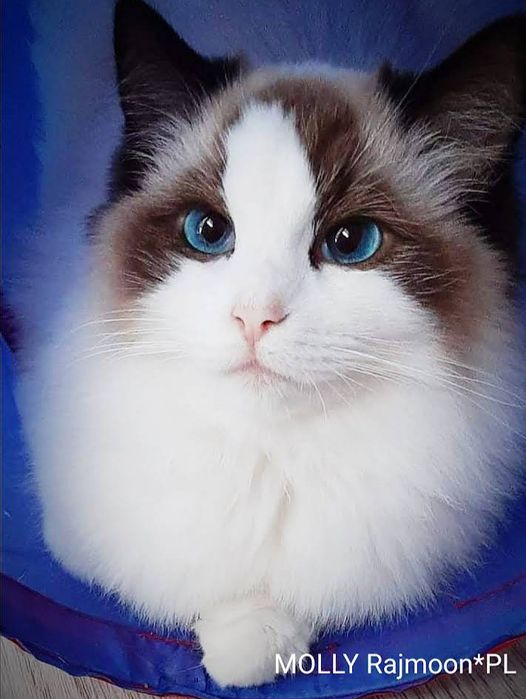 Kocięta ragdoll rodowód FPL