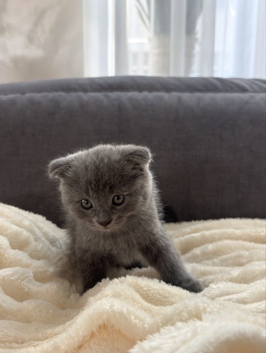 Шотланські котики