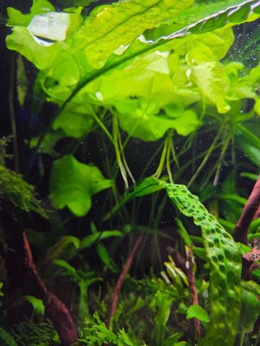 Lotos zielony Tajwan- sprzedam/ zamienię