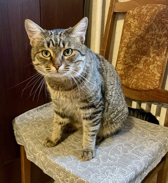 Кот молодой серый полосатый камышовый кіт камишовий