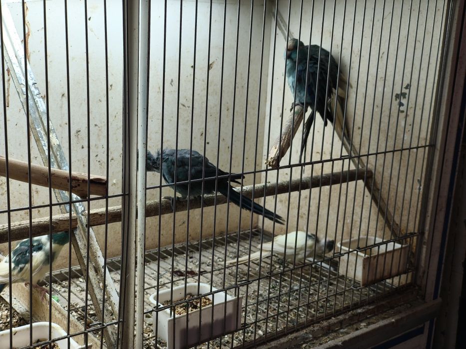 Ring  necks, kakarikis...