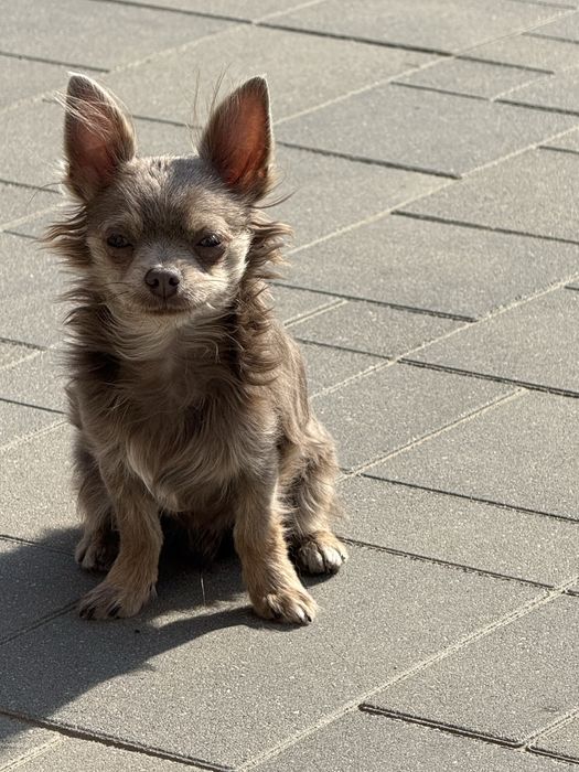 Chihuahua długowłosy chłopiec w kolorze białym