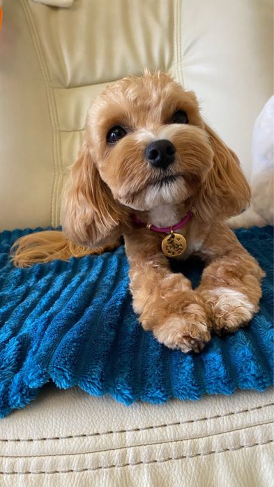 Мініки мальтипу карамель