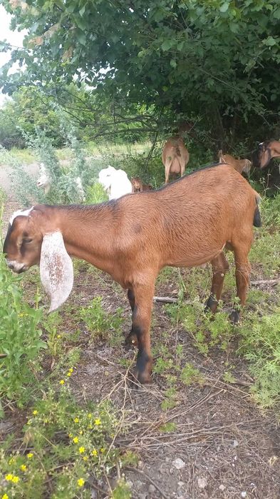 Англо-нубийские Козы, козочки и козлята 50% 75% 100%