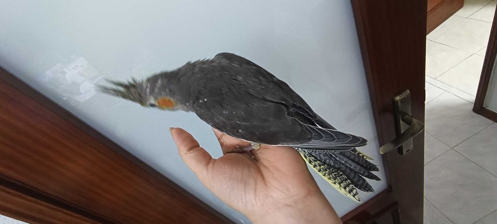 Aves para acabar de criar a mão, adultos ou domesticados.