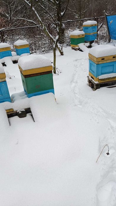 sprzedam rodziny pszczele