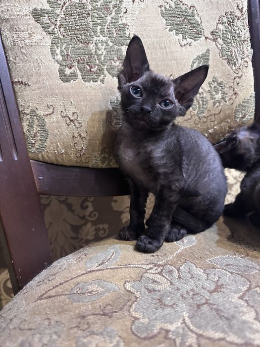 Кошеня Девон Рекс