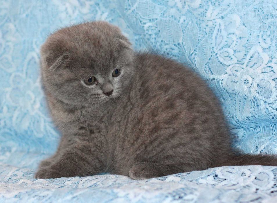 Вислоухий мальчик 2 мес