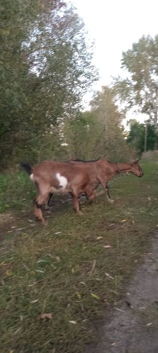 Продам  двох кізочок  Альпійської породи.