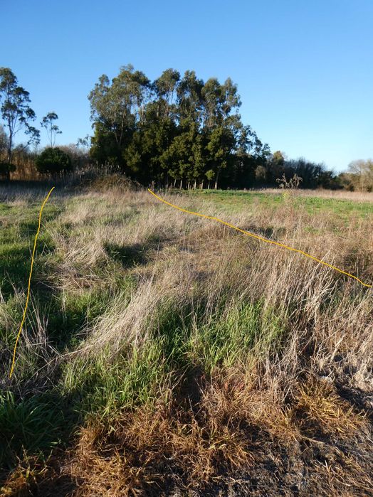Terreno para venda - perto da Barrinha/Videira