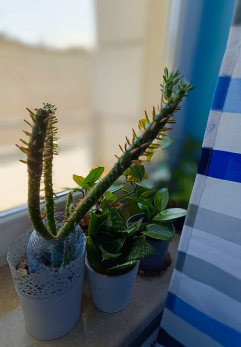 Kaktusy sukulenty różne zapraszam